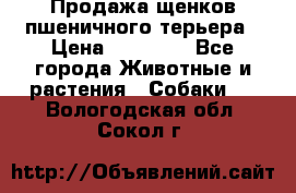 Продажа щенков пшеничного терьера › Цена ­ 30 000 - Все города Животные и растения » Собаки   . Вологодская обл.,Сокол г.